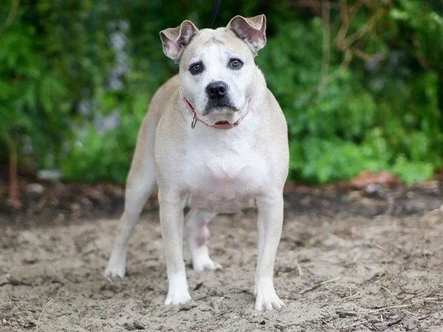 A senior medium-sized female Pit Bull Terrier dog named Pomni for adoption in Tavares, FL