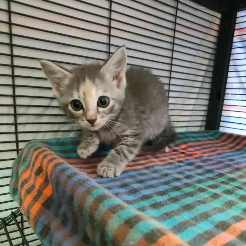 A baby small-sized female Torbie Domestic Short Hair cat named Velma for adoption in Norfolk, NE
