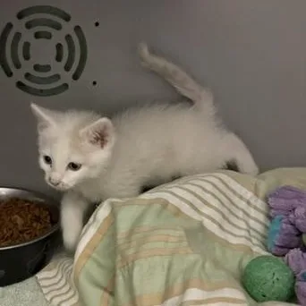 A baby medium-sized male White Domestic Short Hair cat named Smudge for adoption in Honesdale, PA