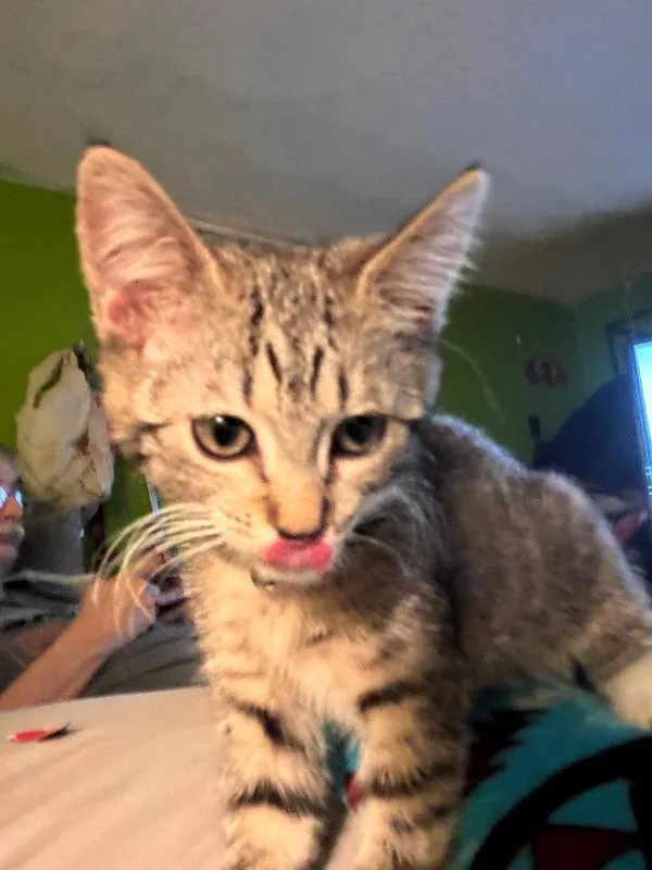 A baby small-sized female Domestic Short Hair cat named Daisy for adoption in Salt Lake City, UT