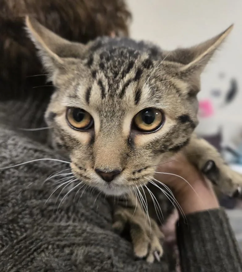 A baby medium-sized male Tabby (Brown / Chocolate) Tabby cat named Monopoly for adoption in New Rochelle, NY