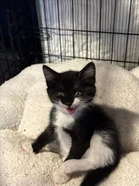 A baby medium-sized female Black & White / Tuxedo Domestic Short Hair cat named Bop for adoption in Woodland, CA
