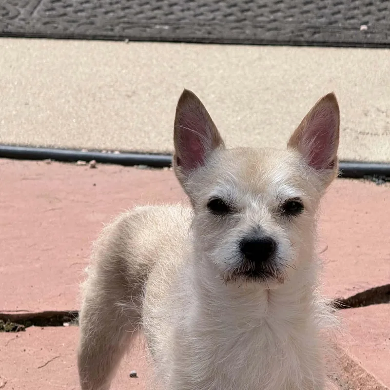 Pepper thumbnail 2