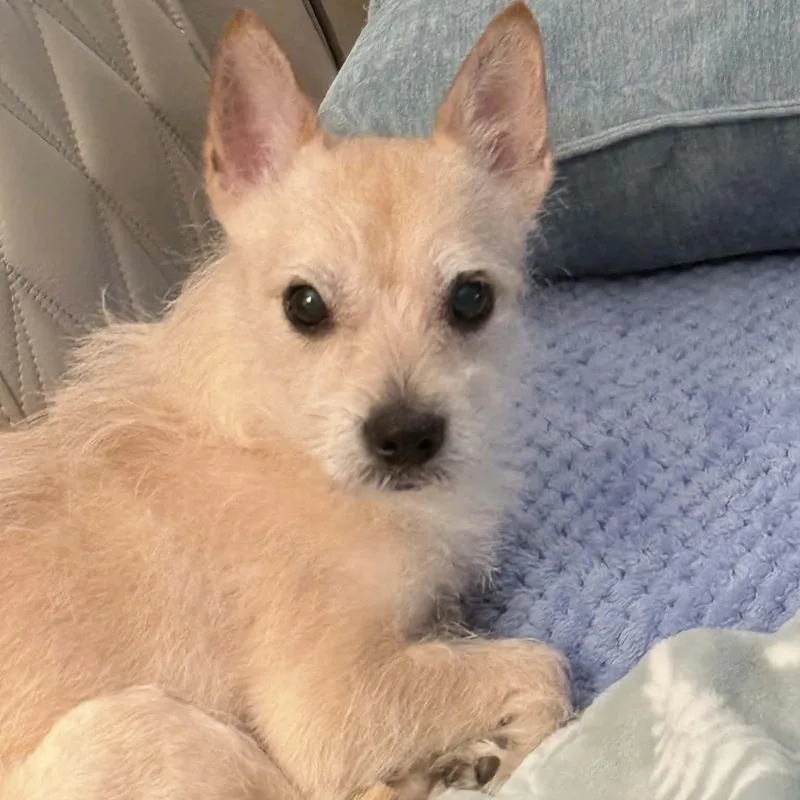 Pepper thumbnail 3