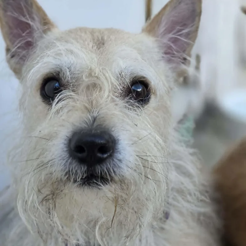 Pepper thumbnail 4