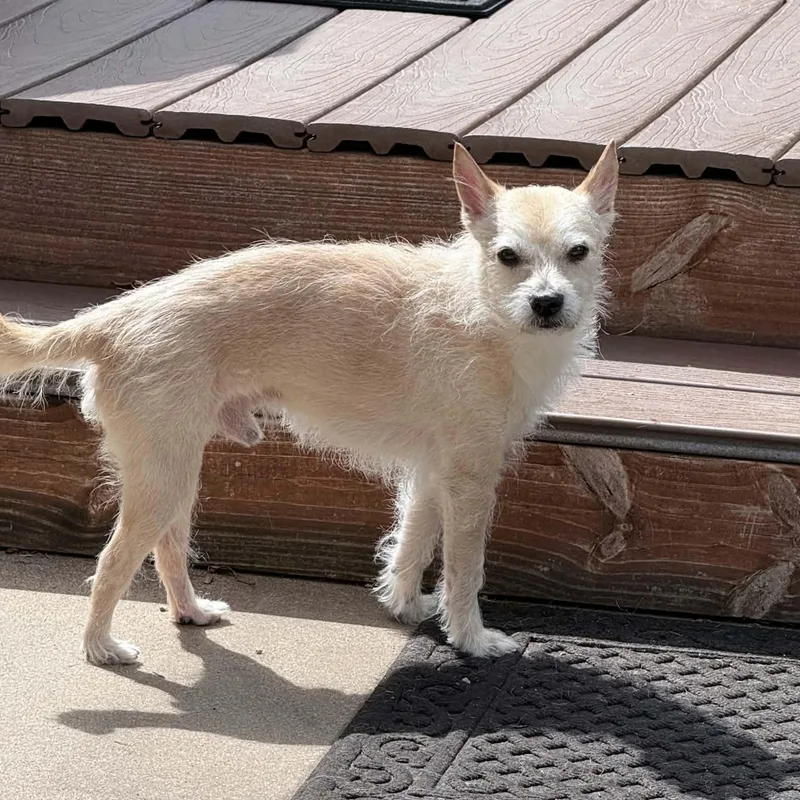 Pepper thumbnail 6