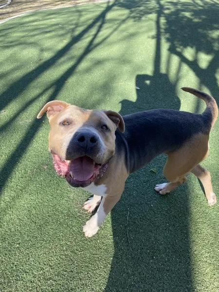 An adult large-sized female Pit Bull Terrier dog named Star Sr for adoption in Oceanside, CA