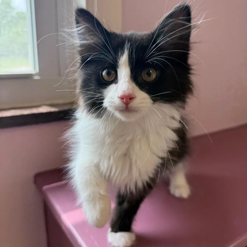 A baby medium-sized male Domestic Short Hair cat named Everest for adoption in Fenton, MI