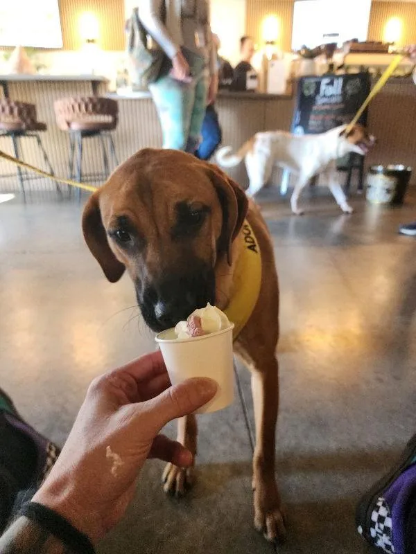 Danali Cchs thumbnail 2