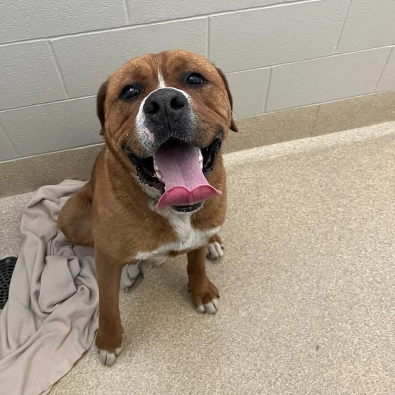 An adult large-sized male Brown / Chocolate Boxer dog named Luke for adoption in Bristol, IN
