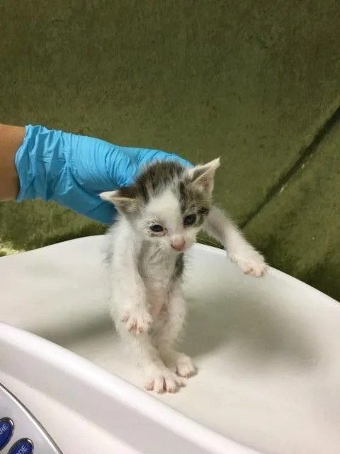 A baby small-sized female Domestic Short Hair cat named Dawn for adoption in Riverside, CA