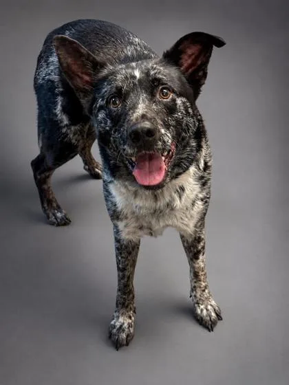 An adult medium-sized male Catahoula Leopard Dog dog named Ranger for adoption in Bowling Green, KY