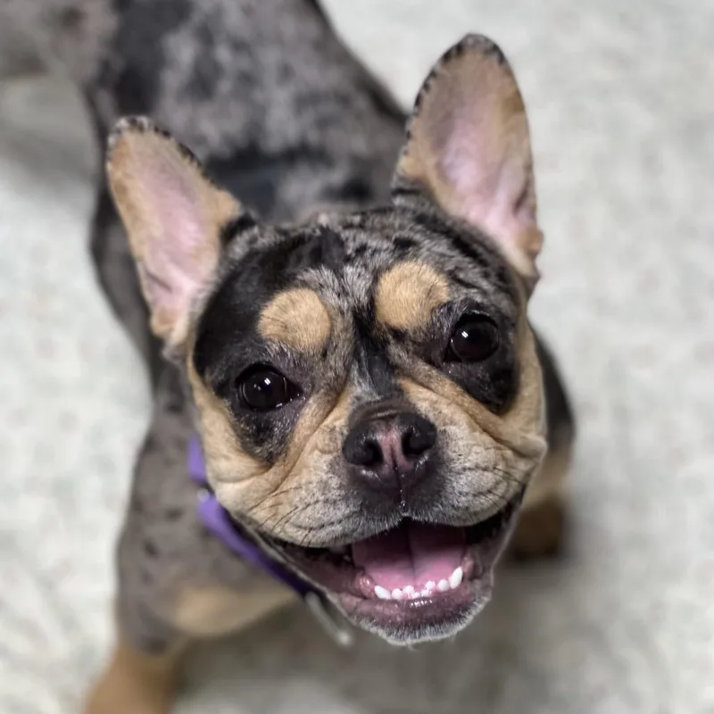 A young small-sized female Gray / Blue / Silver French Bulldog dog named Macy for adoption in Newark, NJ
