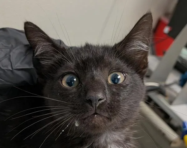 A baby small-sized male Domestic Short Hair cat named Michael for adoption in San Diego, CA