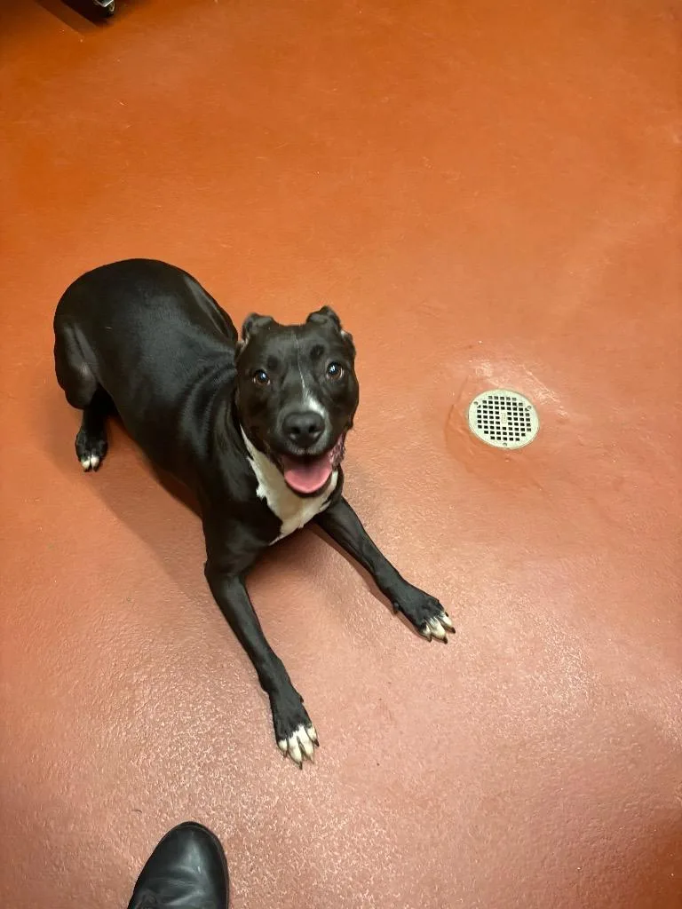 An adult medium-sized female Mixed Breed dog named Joyrdan for adoption in Douglasville, GA