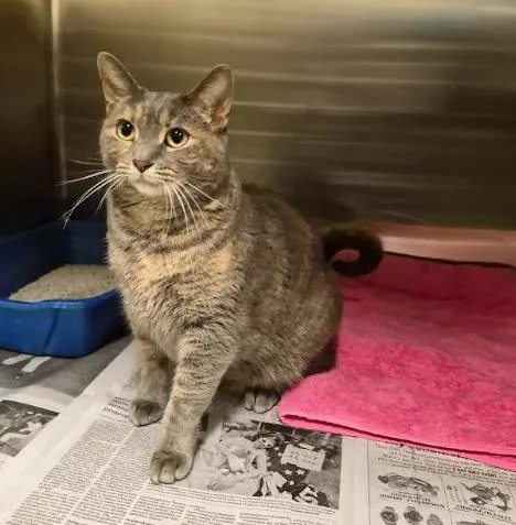 An adult large-sized female Tabby (Gray / Blue / Silver) Domestic Short Hair cat named Rasputia for adoption in Cicero, IL