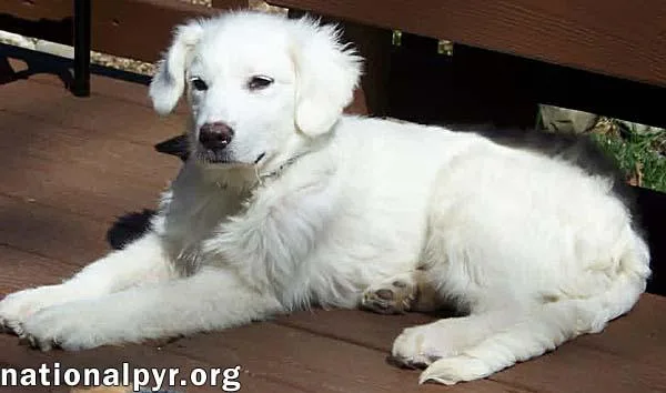 Maple In Nj  thumbnail 2