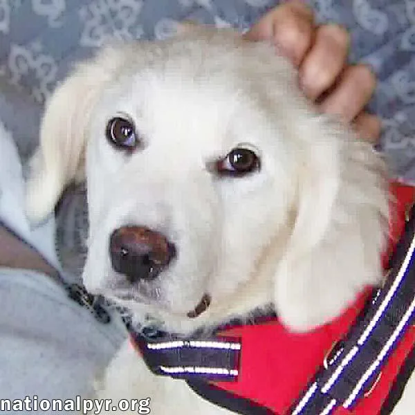 A baby large-sized female White / Cream Great Pyrenees dog named Maple In Nj  for adoption in Beacon, NY