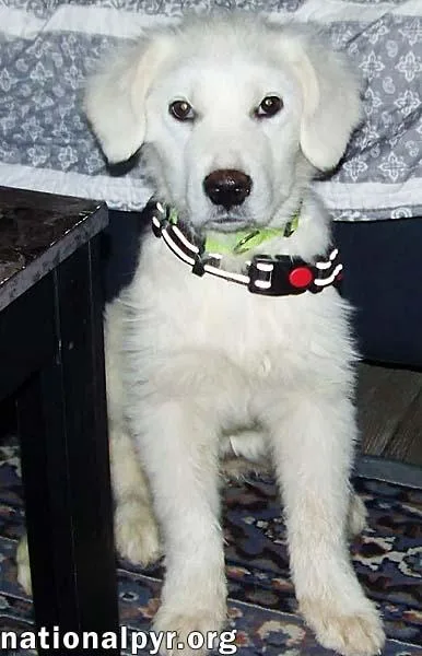 Maple In Nj  thumbnail 3