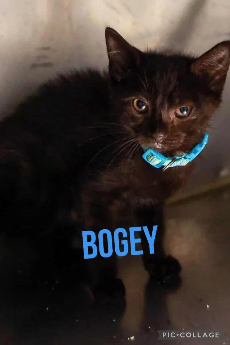 Bogey