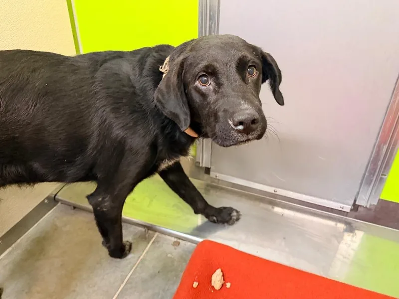 A young large-sized male Black Labrador Retriever dog named Mack for adoption in Neosho, MO