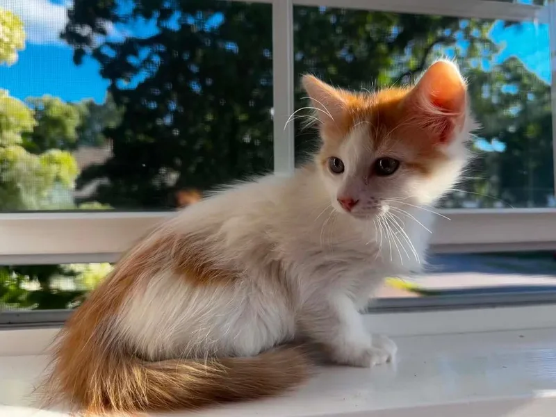 A baby small-sized female Domestic Long Hair cat named Denali for adoption in Gorham, ME