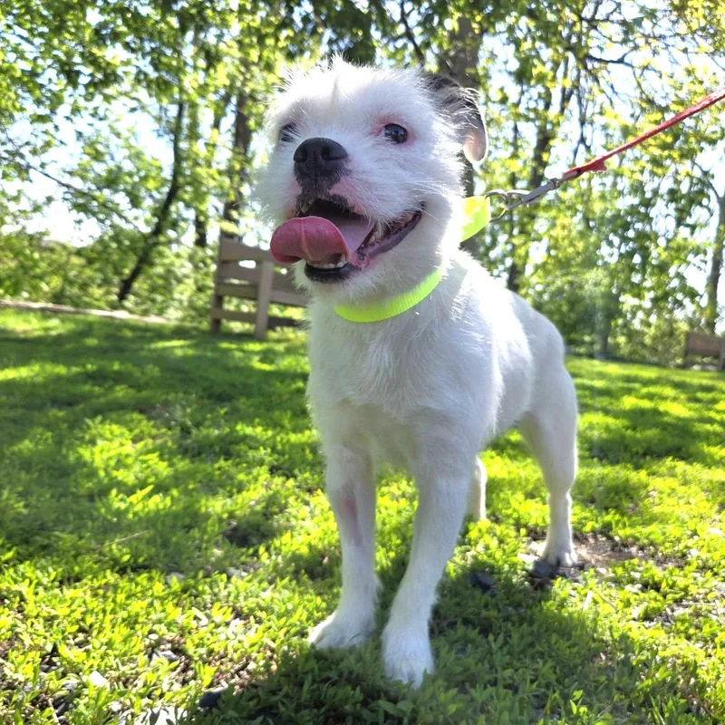 A young small-sized male Boston Terrier dog named Luxe for adoption in Whitehall, PA