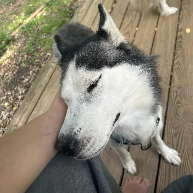 Ellie thumbnail 3