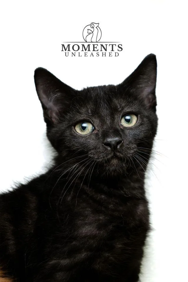 A baby small-sized male Black Domestic Short Hair cat named Cadbury for adoption in Myakka City, FL