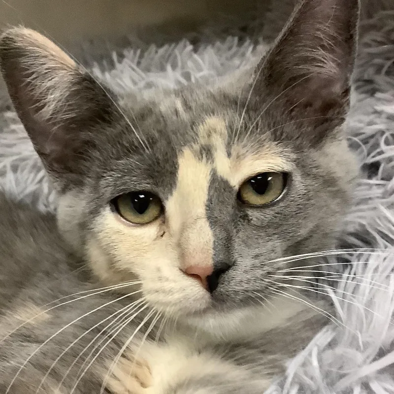 A baby small-sized female Tortoiseshell Domestic Short Hair cat named Pebbles for adoption in Redwood City, CA