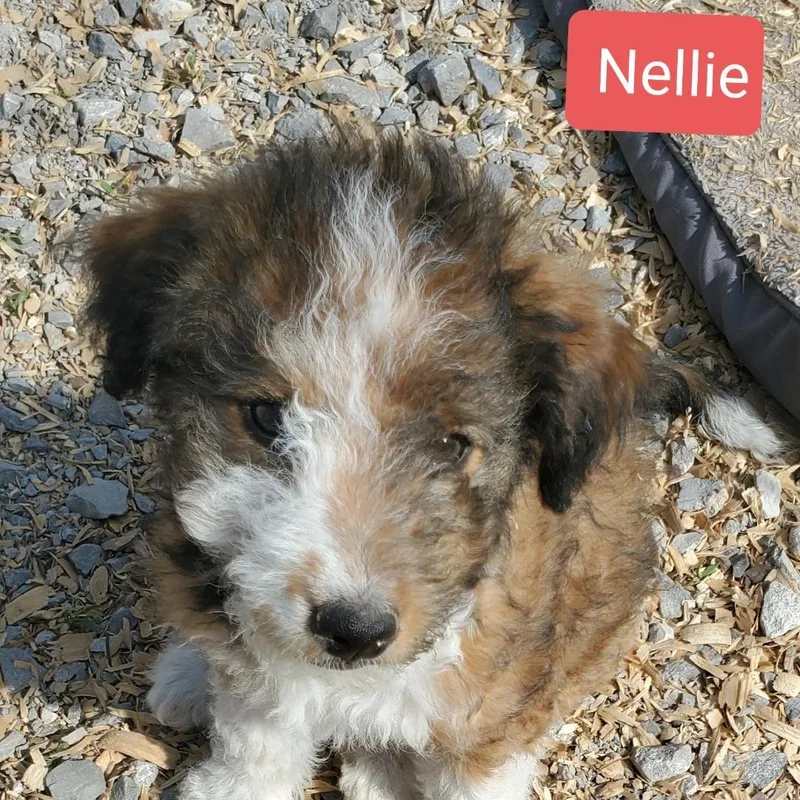 A baby small-sized female Tricolor (Brown, Black, & White) Shih Tzu dog named Nellie for adoption in Albany, NY