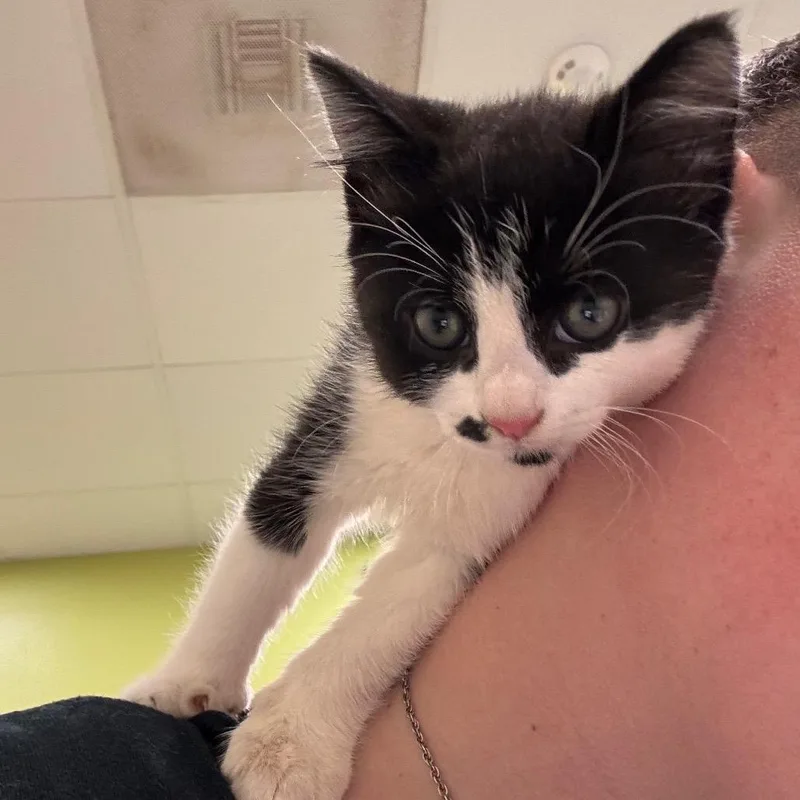 A baby small-sized male Black Domestic Short Hair cat named Whisker for adoption in Lynchburg, VA