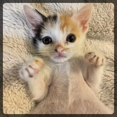A baby small-sized female Calico Domestic Short Hair cat named Aurora for adoption in Long Beach, CA