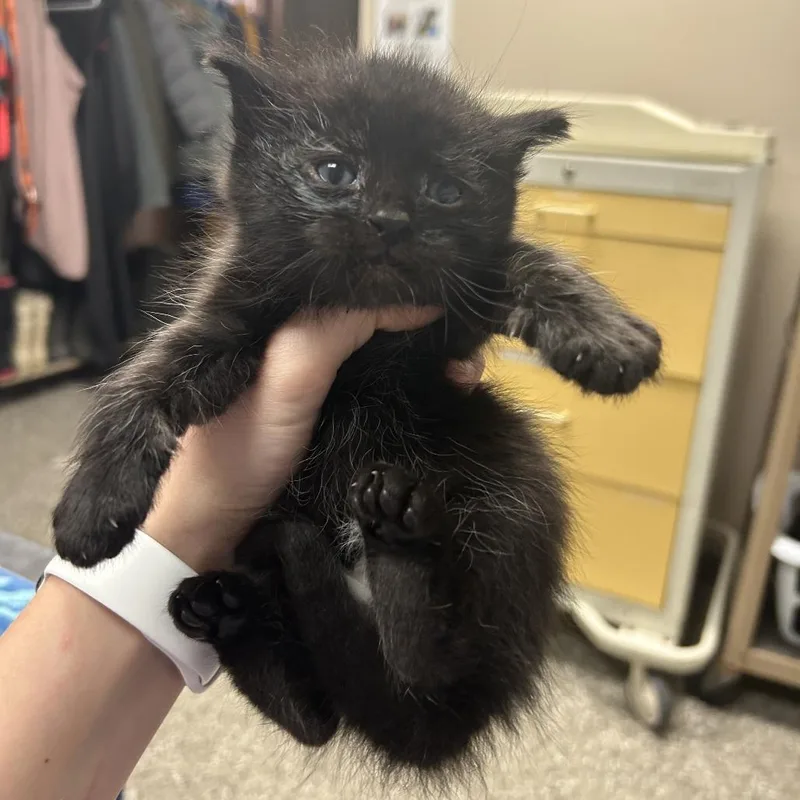 A baby small-sized female Black Domestic Long Hair cat named Queen Beatrice for adoption in Norfolk, NE