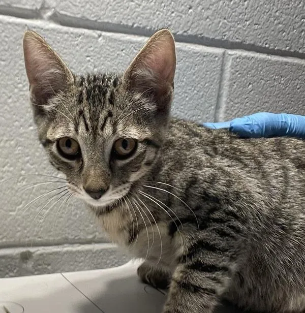 A baby small-sized male Domestic Short Hair cat named Pepper for adoption in Golden, CO