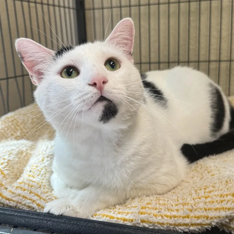 A young medium-sized male Black & White / Tuxedo Domestic Short Hair cat named Charlie for adoption in Winchendon, MA