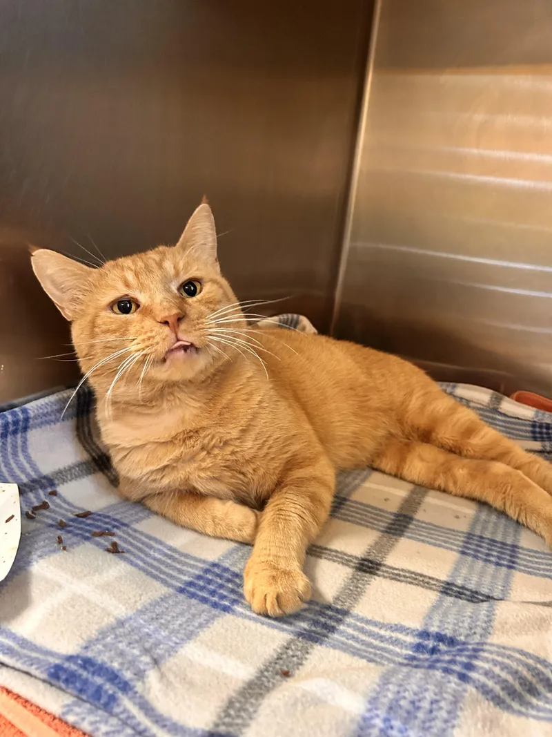 An adult medium-sized male Tabby (Orange / Red) Domestic Short Hair cat named Burp for adoption in Myerstown, PA
