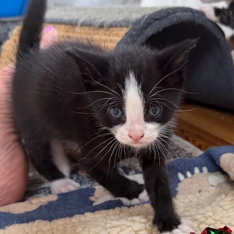 A baby small-sized male Black Domestic Short Hair cat named Crew for adoption in East Hanover, NJ