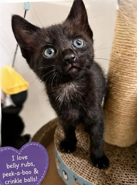 A baby small-sized female Domestic Short Hair cat named Crystal for adoption in Sacramento, CA