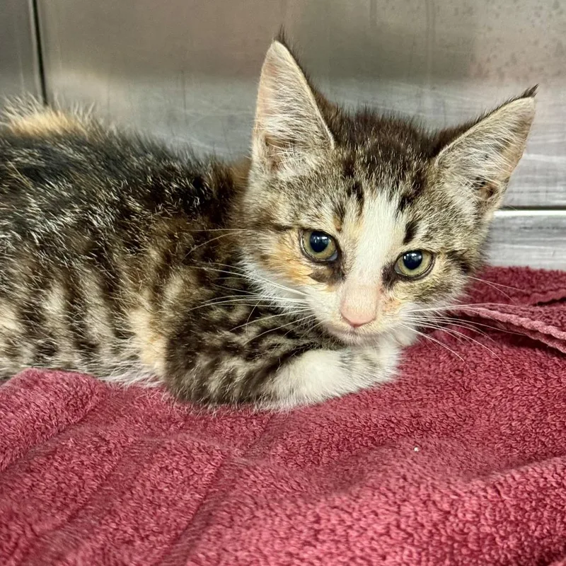 A baby small-sized female Brown / Chocolate Domestic Short Hair cat named Morning Glory for adoption in Long Beach, CA