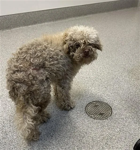 An adult small-sized female Poodle dog named A for adoption in San Luis Obispo, CA