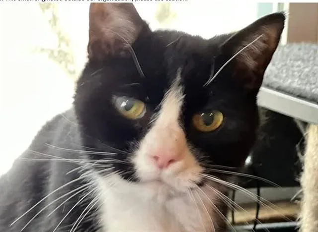 A senior medium-sized male Domestic Short Hair cat named Vic for adoption in Springfield, MA