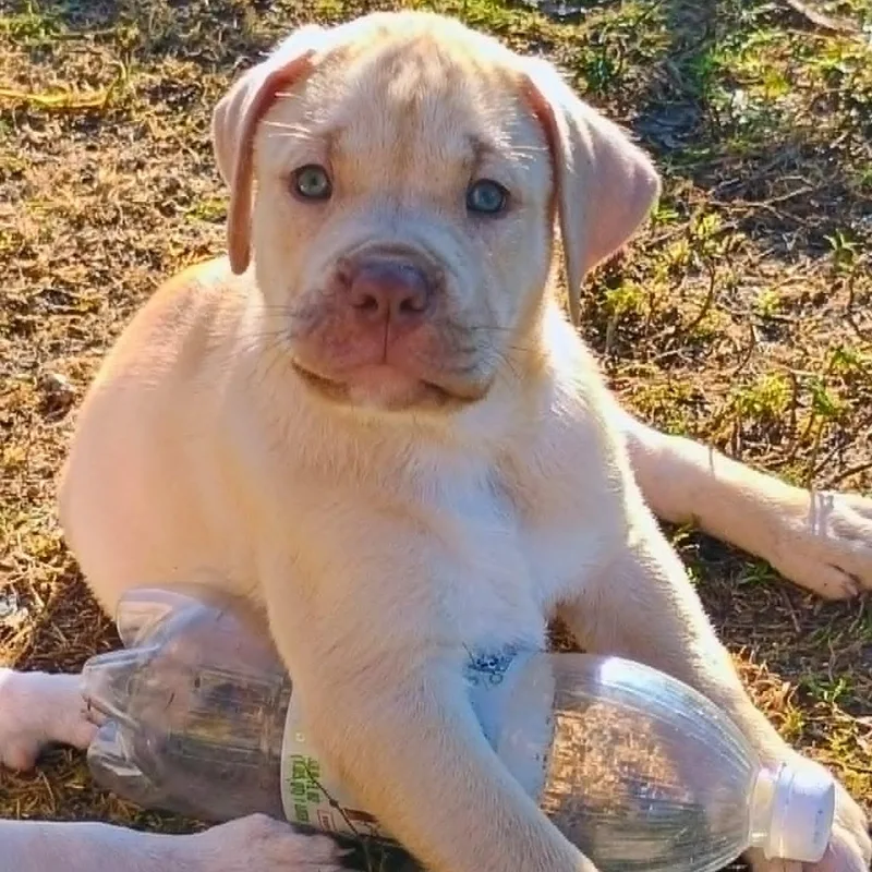 Hudson