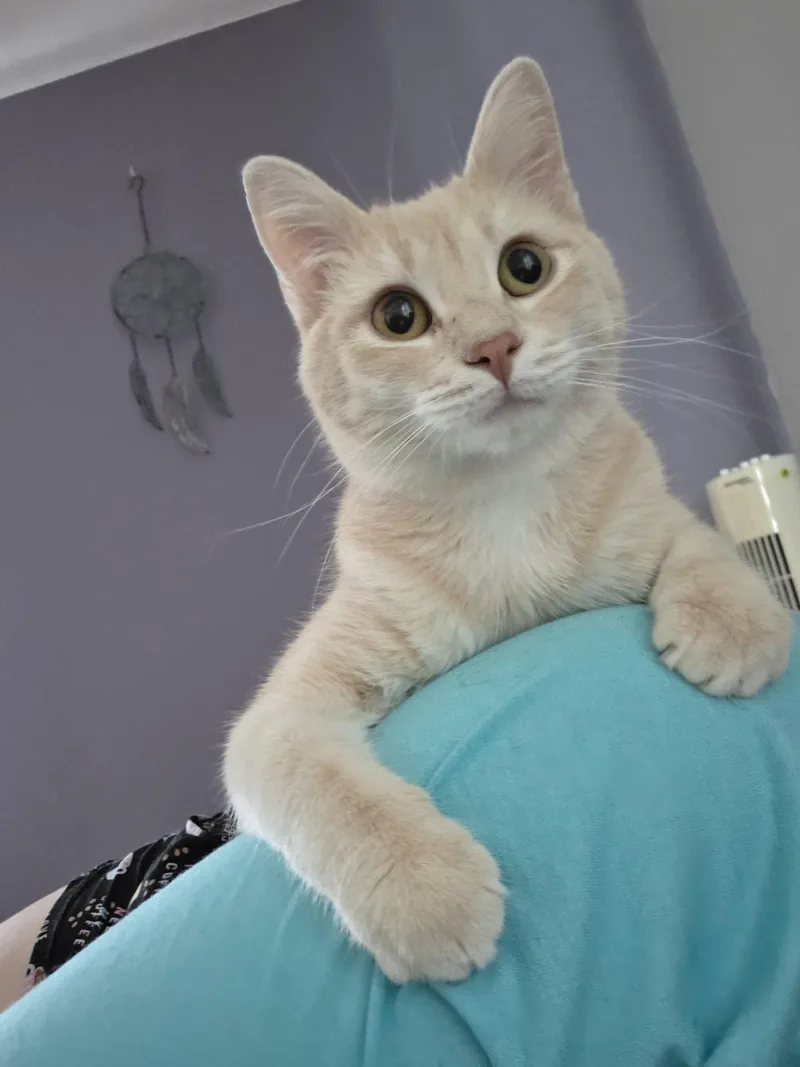 An adult medium-sized male Buff / Tan / Fawn Domestic Short Hair cat named Spencer for adoption in St. Ann, MO