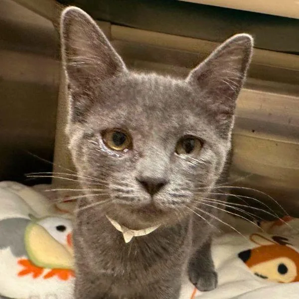 A baby small-sized female Domestic Short Hair cat named Porbeagle for adoption in Walnut Creek, CA