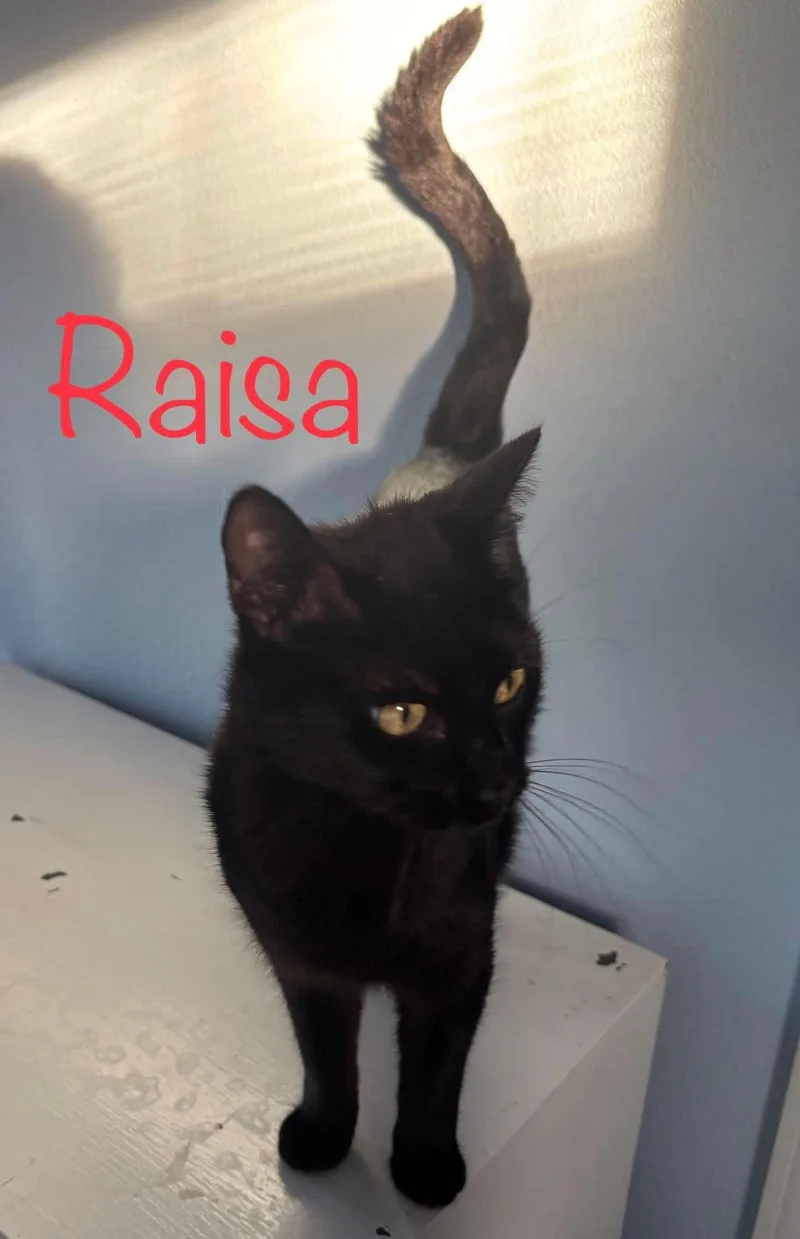 An adult medium-sized female Domestic Short Hair cat named Raisa for adoption in Snyder, TX