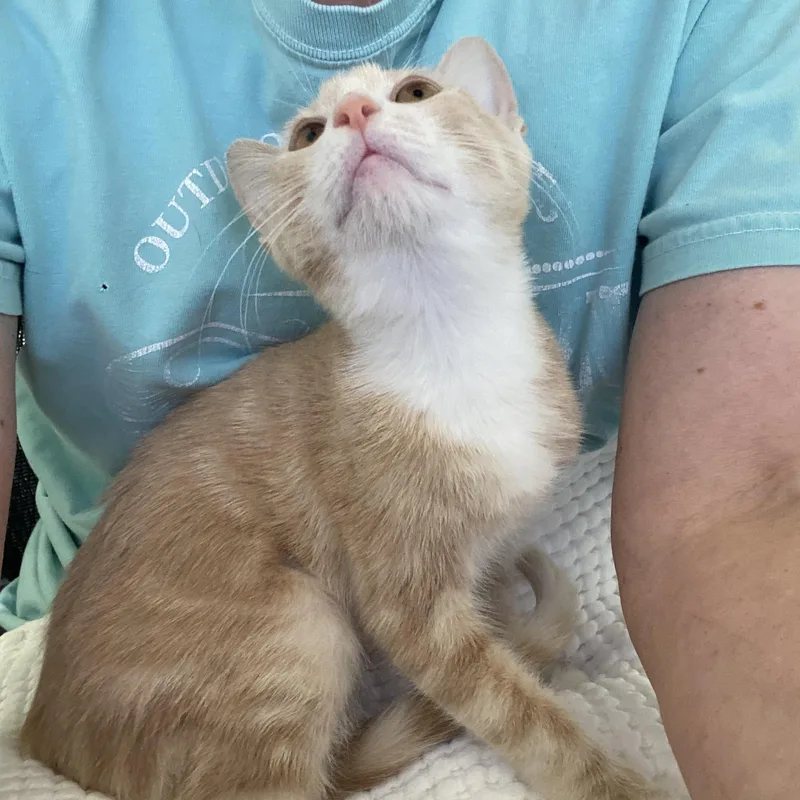 A baby medium-sized female White Tabby cat named Mercy for adoption in Parker, TX
