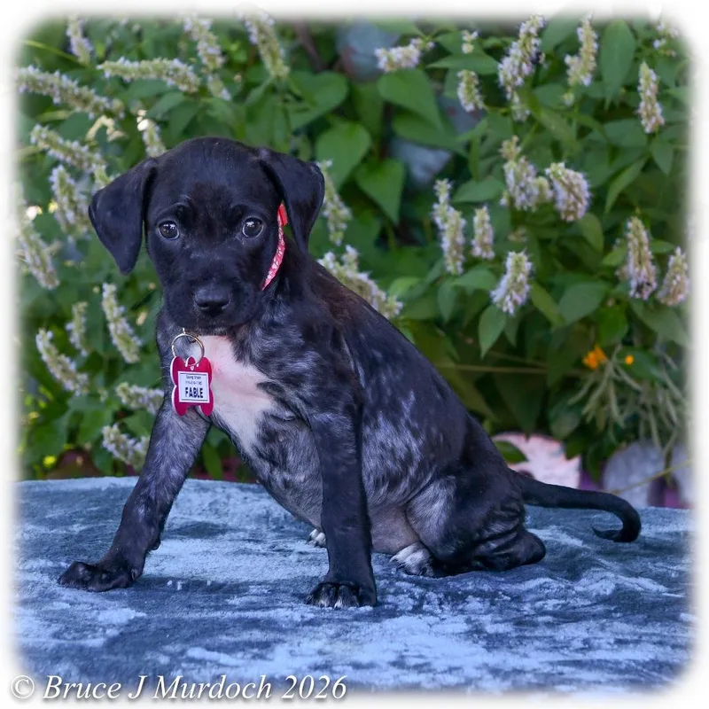 A baby small-sized female Black Labrador Retriever dog named Fable for adoption in Wake Forest, NC