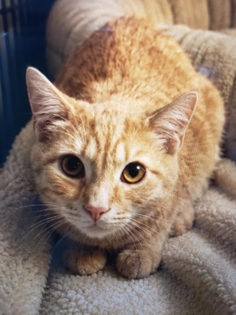 A baby medium-sized male Buff / Tan / Fawn Domestic Short Hair cat named Sunset for adoption in Lemoyne, PA