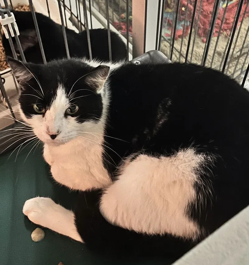 An adult medium-sized female Black & White / Tuxedo Domestic Medium Hair cat named Jesse for adoption in Naples, FL